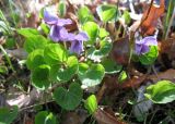 Viola epipsiloides