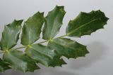 Mahonia bealei. Верхняя часть сложного листа. Германия, г. Кемпен, в культуре. 03.03.2013.