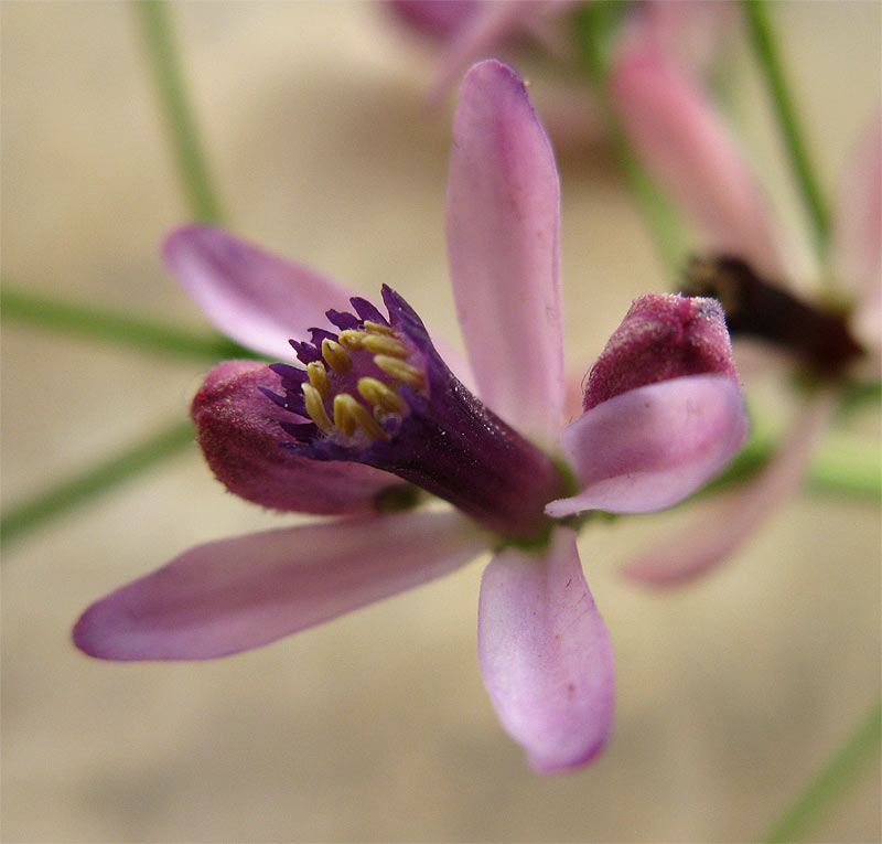 Image of Melia azedarach specimen.