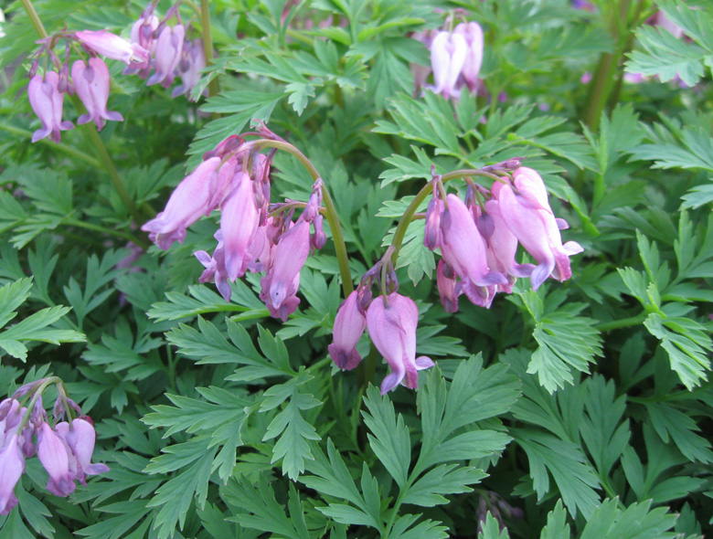 Изображение особи Dicentra formosa.