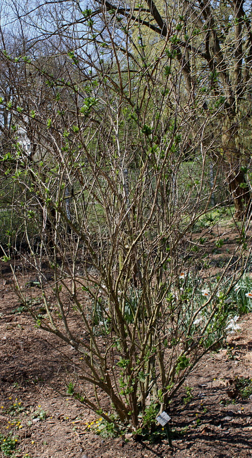 Image of Weigela middendorffiana specimen.