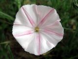 Convolvulus cantabrica