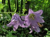 Campanula trachelium. Цветки. Санкт-Петербург, Дудергофские высоты, широколиственный лес. 28.07.2007.