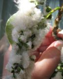 Populus balsamifera