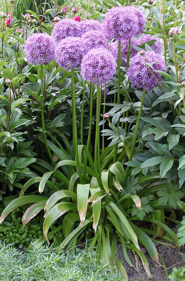 Image of genus Allium specimen.