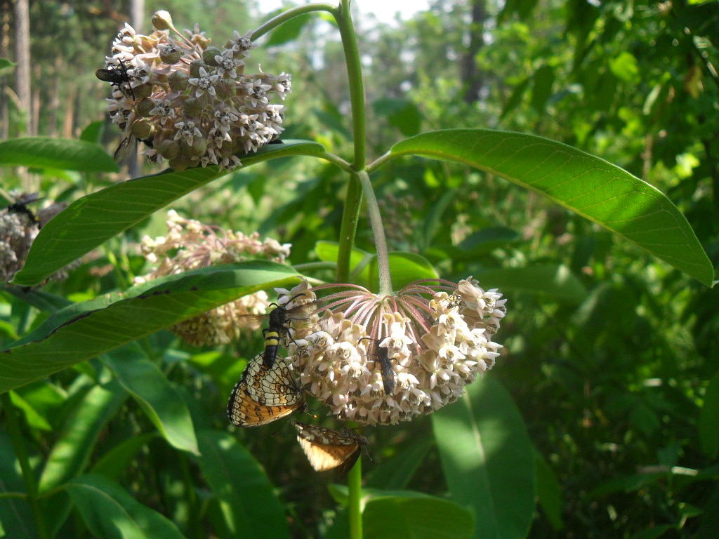 Image of Asclepias syriaca specimen.