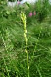 Carex hirta