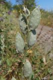 Fibigia clypeata. Верхушка соплодия. Крым, пос. Отрадное, рядом с тропой возле виноградника. 20.05.2013.