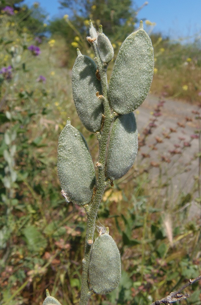 Image of Fibigia clypeata specimen.