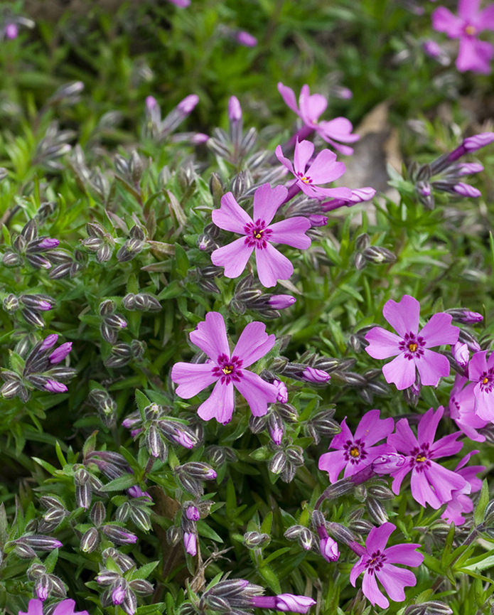 Изображение особи Phlox subulata.