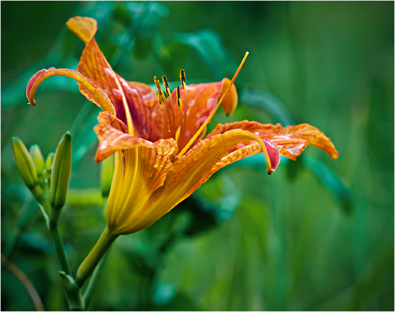 Изображение особи Hemerocallis fulva.