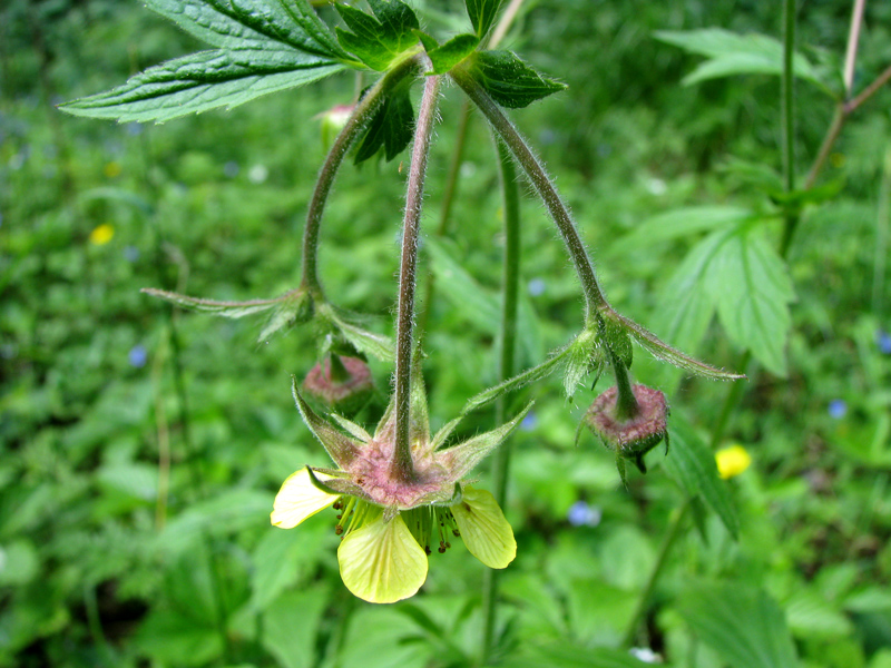 Изображение особи Geum &times; intermedium.