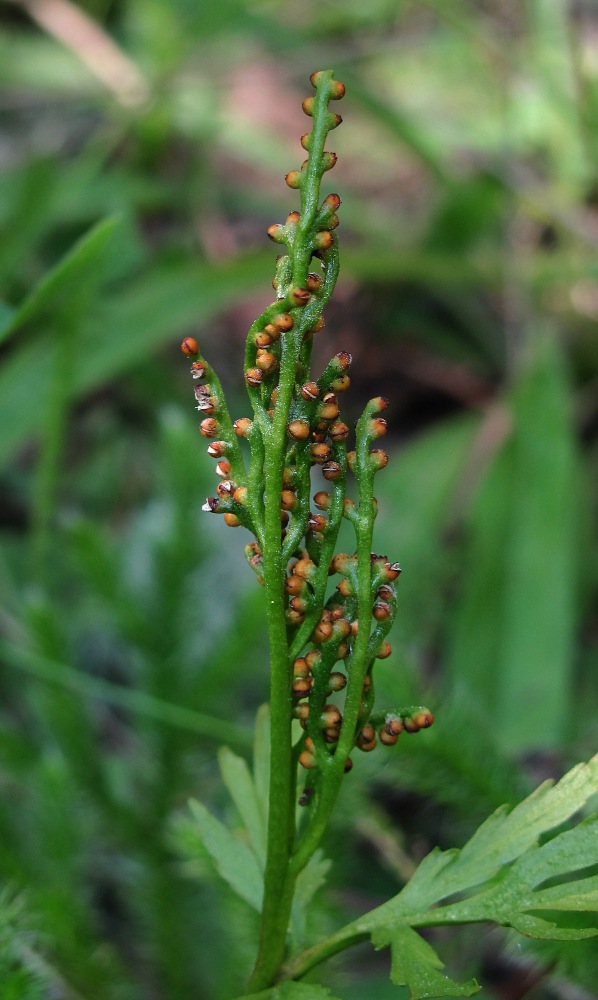 Image of Botrychium lanceolatum specimen.