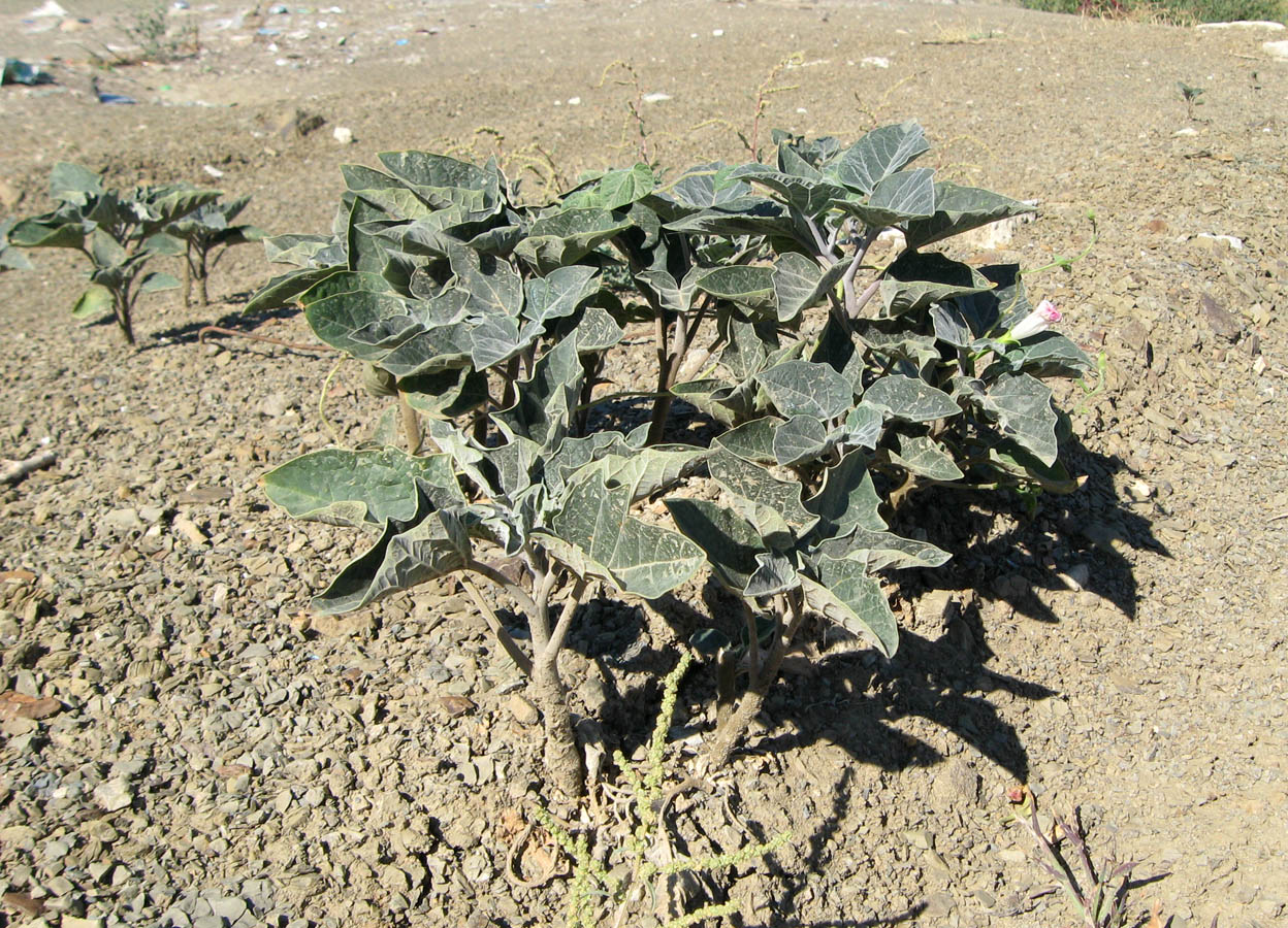 Изображение особи Datura innoxia.