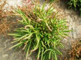 Salicornia borysthenica
