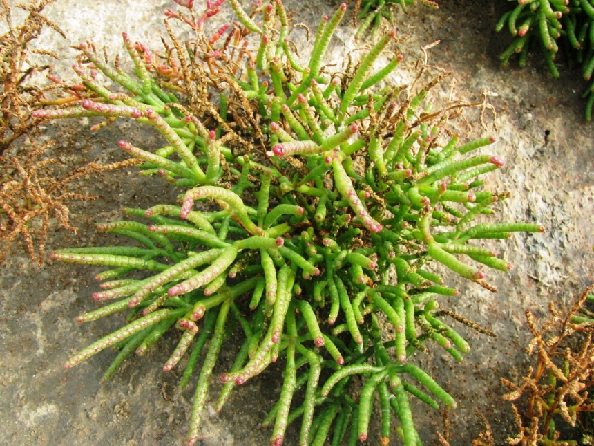 Изображение особи Salicornia borysthenica.