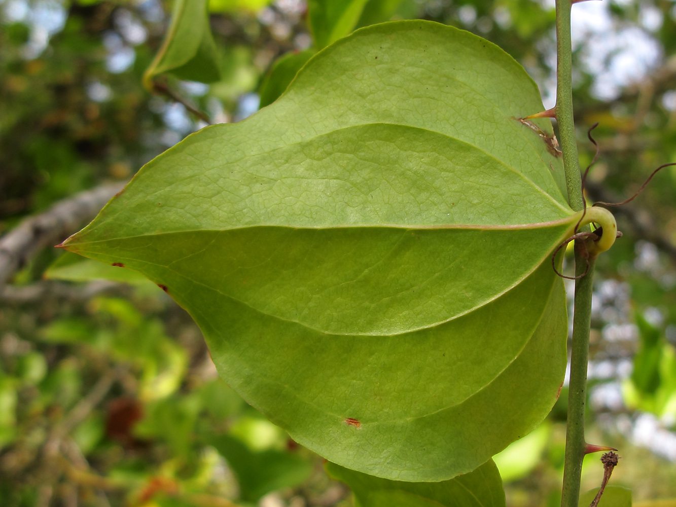 Image of Smilax excelsa specimen.