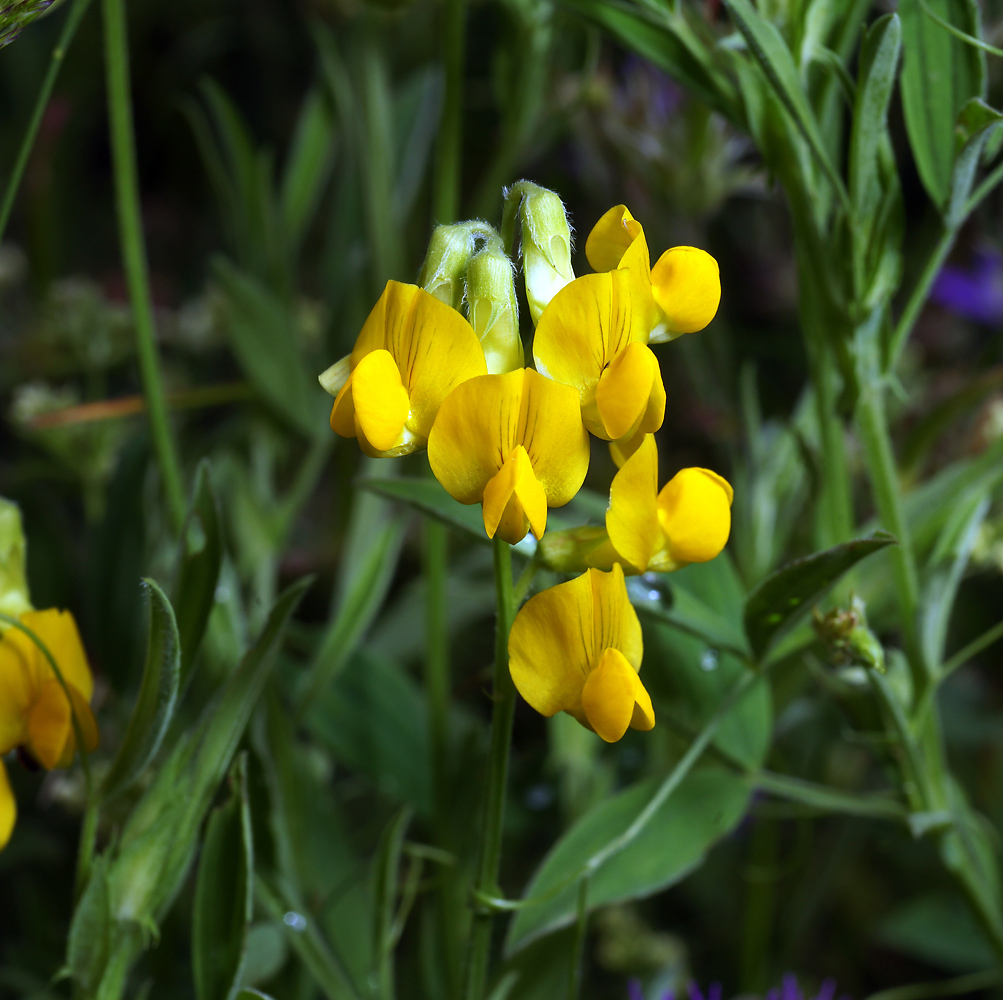 Изображение особи Lathyrus pratensis.