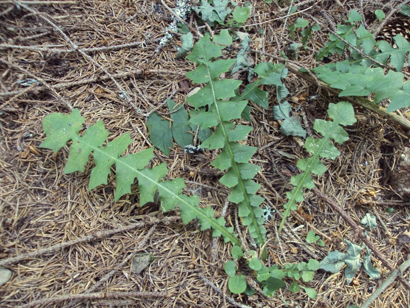 Image of Aposeris foetida specimen.