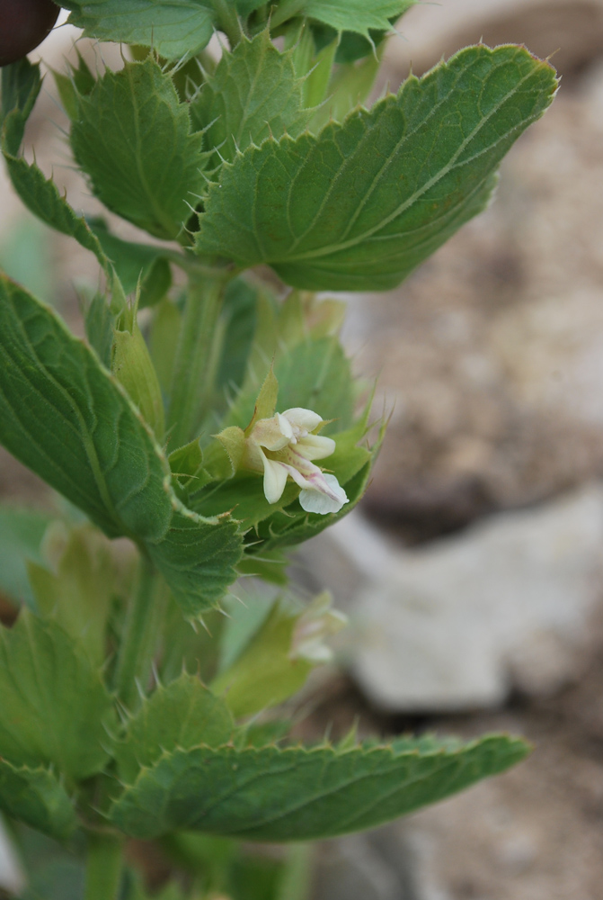 Изображение особи Dracocephalum spinulosum.