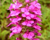 Pedicularis spicata. Часть соцветия. Приморский край, г. Владивосток, бухта Соболь, прибрежный склон. 06.09.2013.