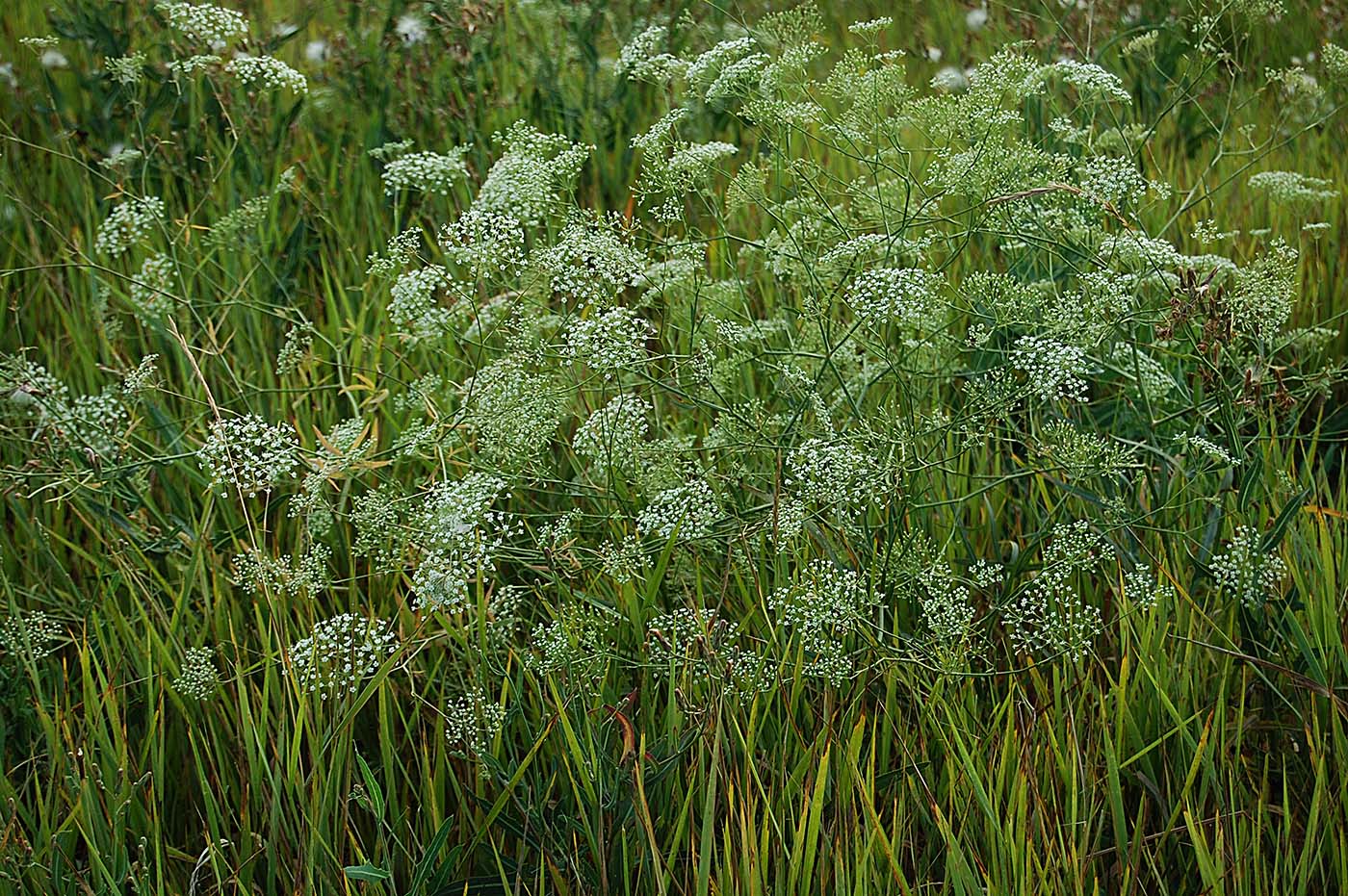Изображение особи Falcaria vulgaris.