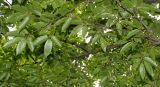 Carpinus japonica. Ветвь. Германия, г. Дюссельдорф, Ботанический сад университета. 14.08.2013.