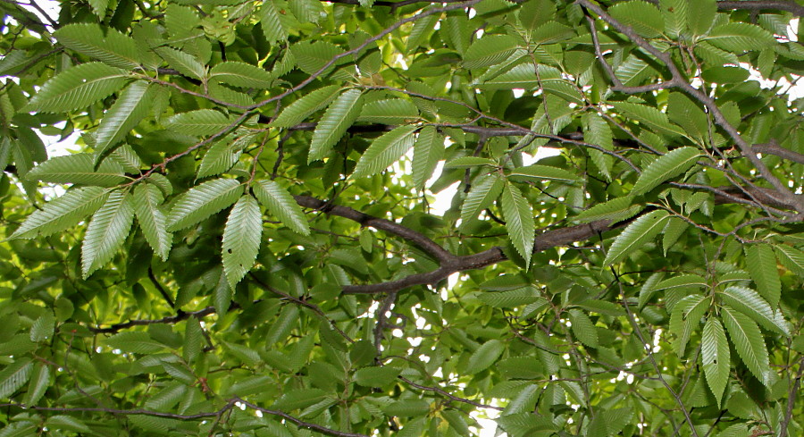 Изображение особи Carpinus japonica.