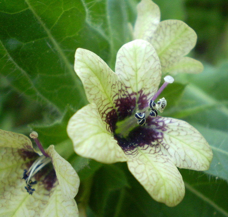 Изображение особи Hyoscyamus niger.