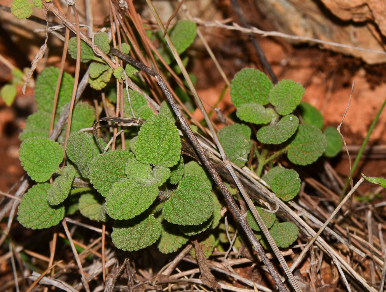 Изображение особи Ballota saxatilis.