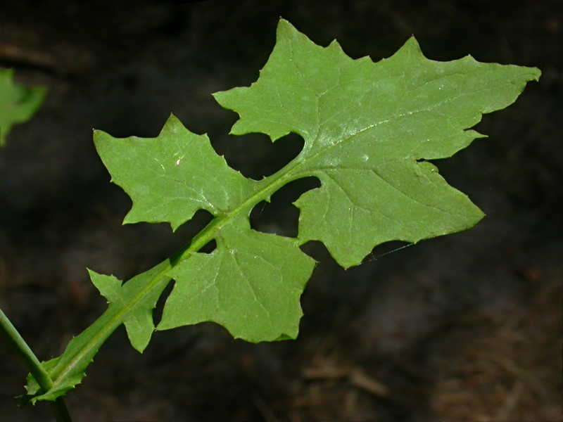 Image of Mycelis muralis specimen.