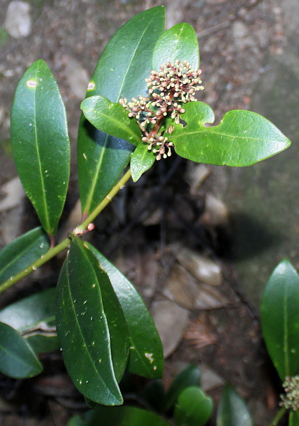 Изображение особи Skimmia repens.