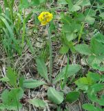 Crepis praemorsa