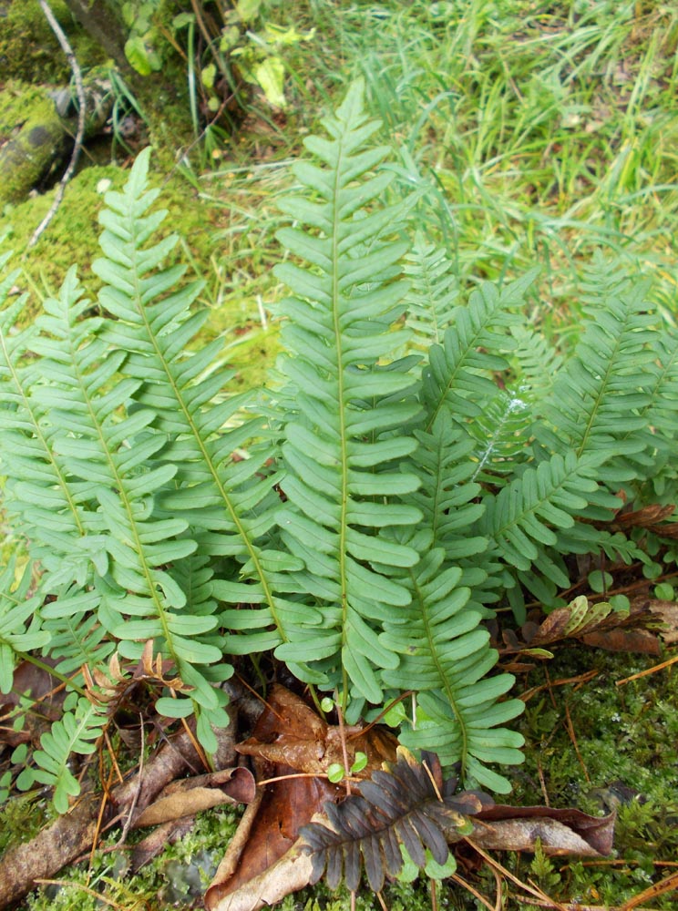 Image of Polypodium sibiricum specimen.