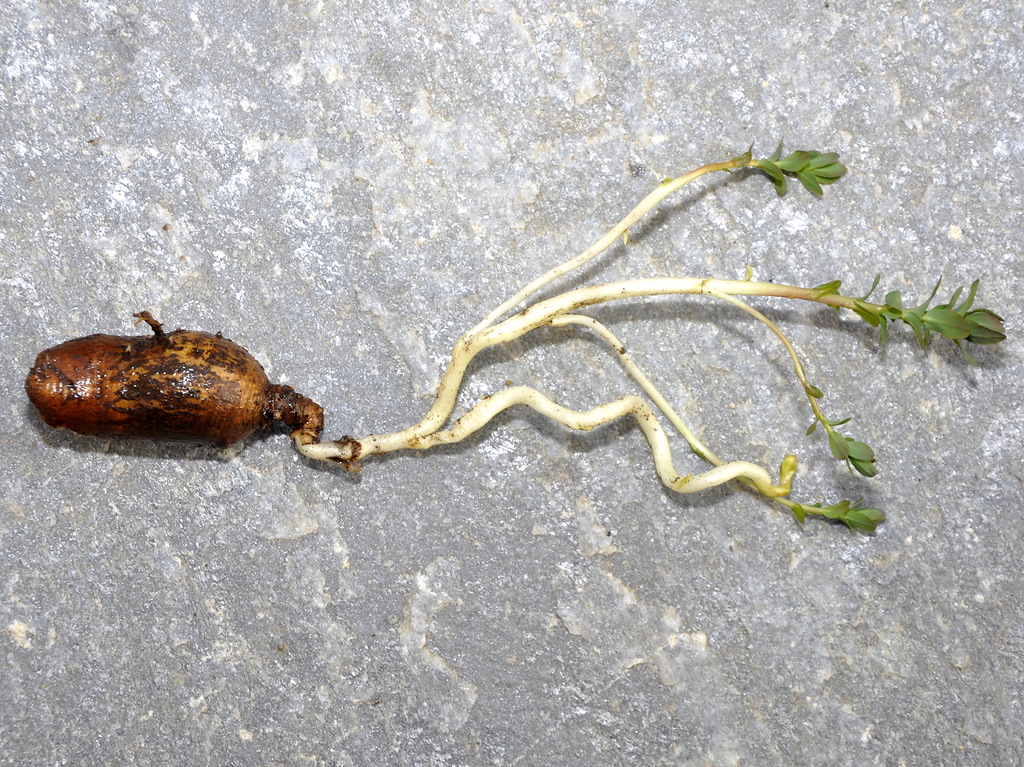 Image of Euphorbia apios specimen.