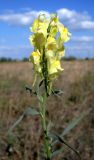 Linaria vulgaris. Верхушка цветущего растения. Ростовская обл., дельта Дона, азовский р-н, окр. хутора Курган, остепнённый песчаный луг. 19.08.2013.