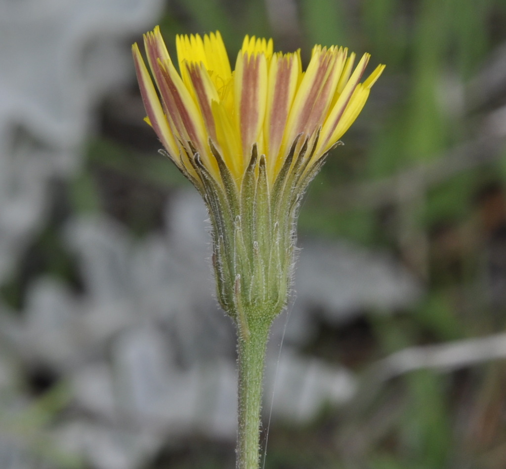 Image of Leontodon biscutellifolius specimen.