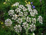 Heracleum sphondylium