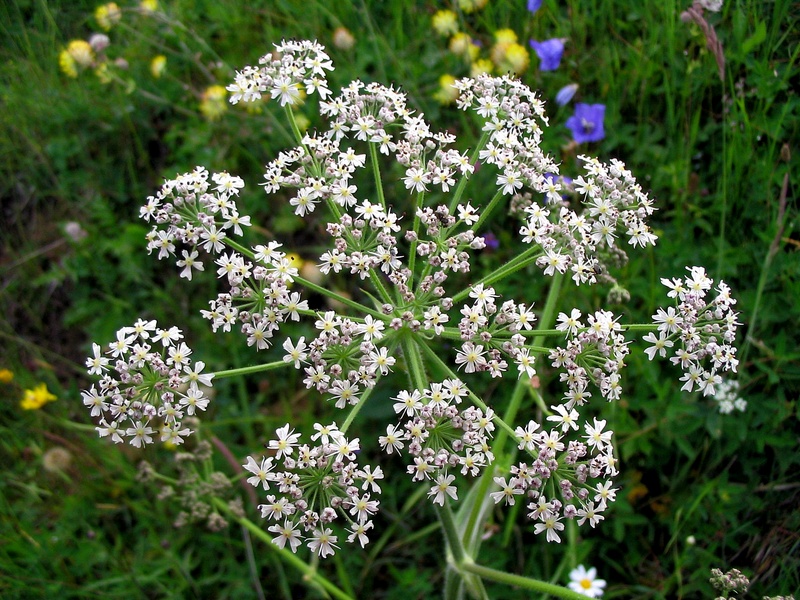 Image of Heracleum sphondylium specimen.