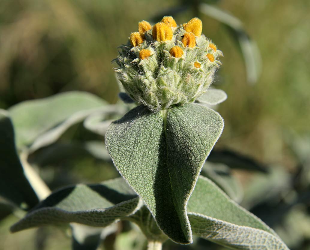 Image of Phlomis fruticosa specimen.