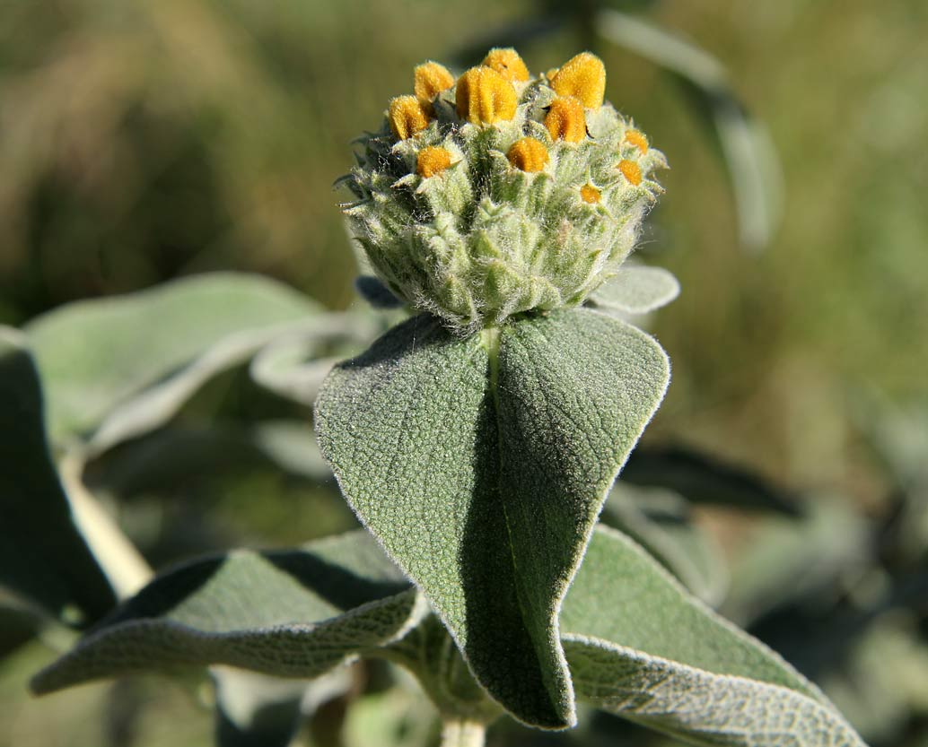 Изображение особи Phlomis fruticosa.