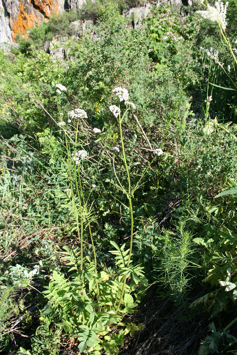 Изображение особи Valeriana dubia.