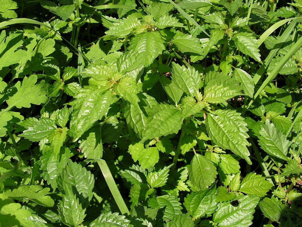 Image of Pilea mongolica specimen.