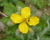 Chelidonium majus