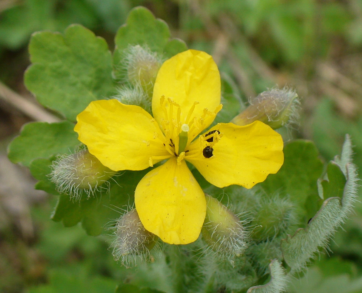 Изображение особи Chelidonium majus.