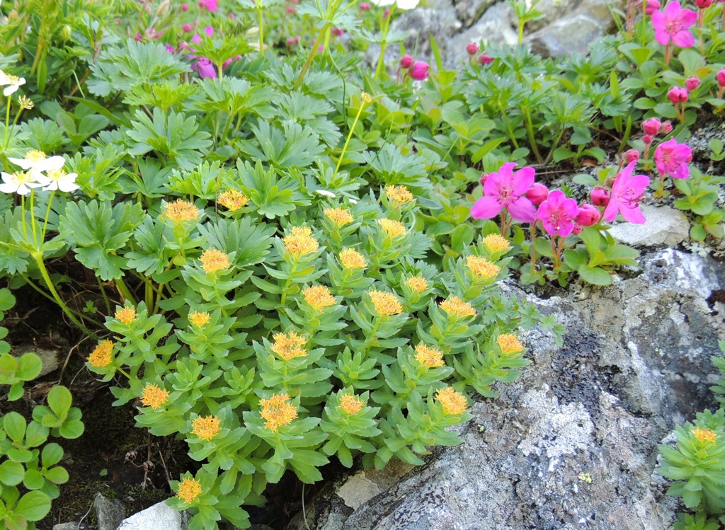 Image of Rhodiola rosea specimen.