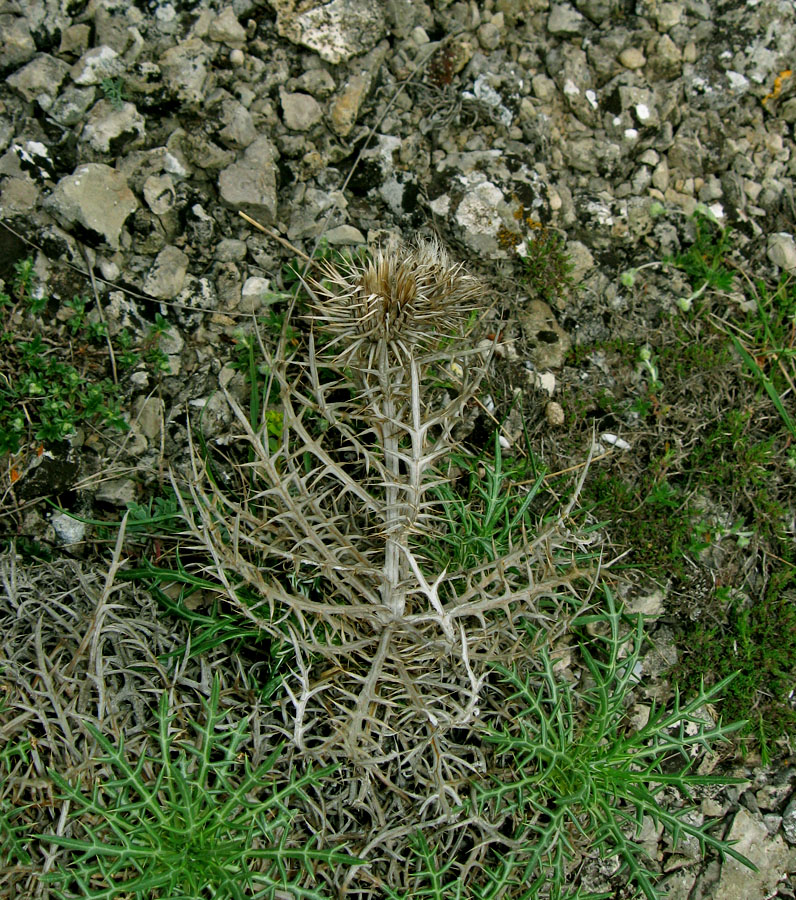 Image of Lamyra echinocephala specimen.