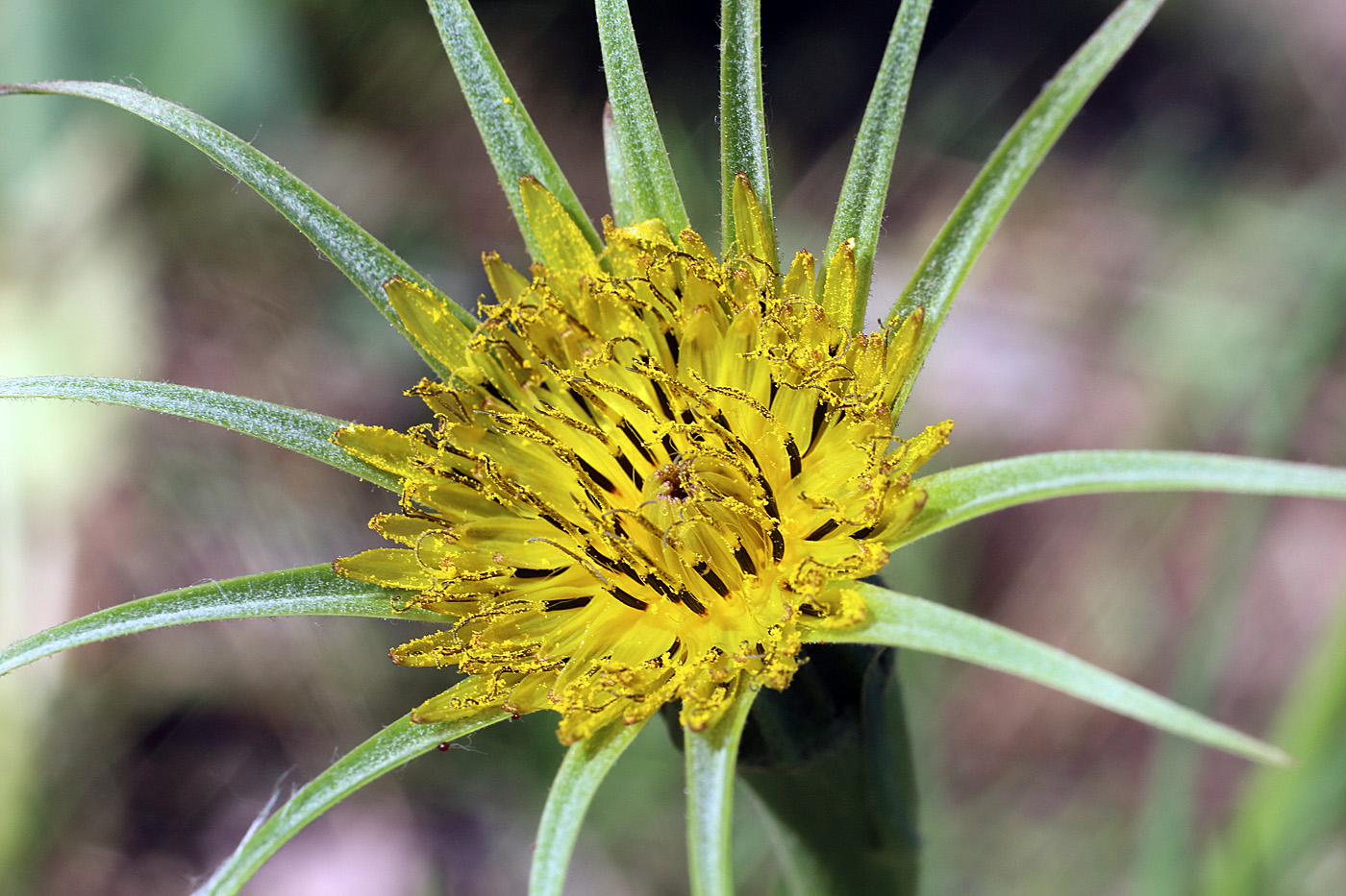 Изображение особи Tragopogon capitatus.