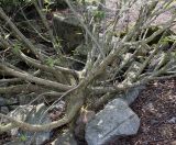 Duschekia alnobetula. Комлевая часть многоствольного растения. Германия, г. Дюссельдорф, Ботанический сад университета. 04.05.2014.