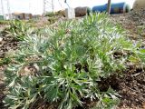 Artemisia absinthium